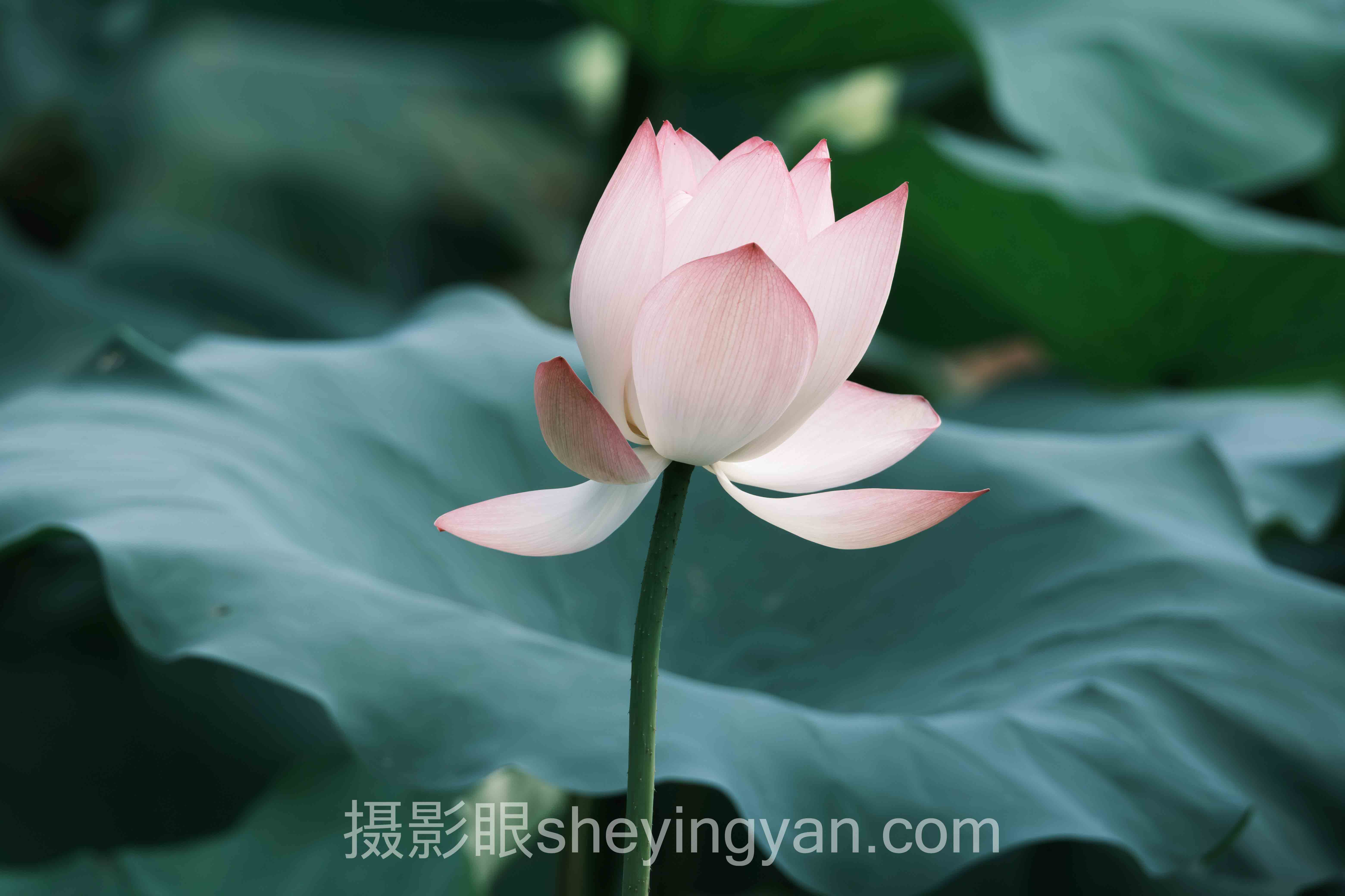 关于AI照片评测网站有哪些的5个关键问题，一次说清