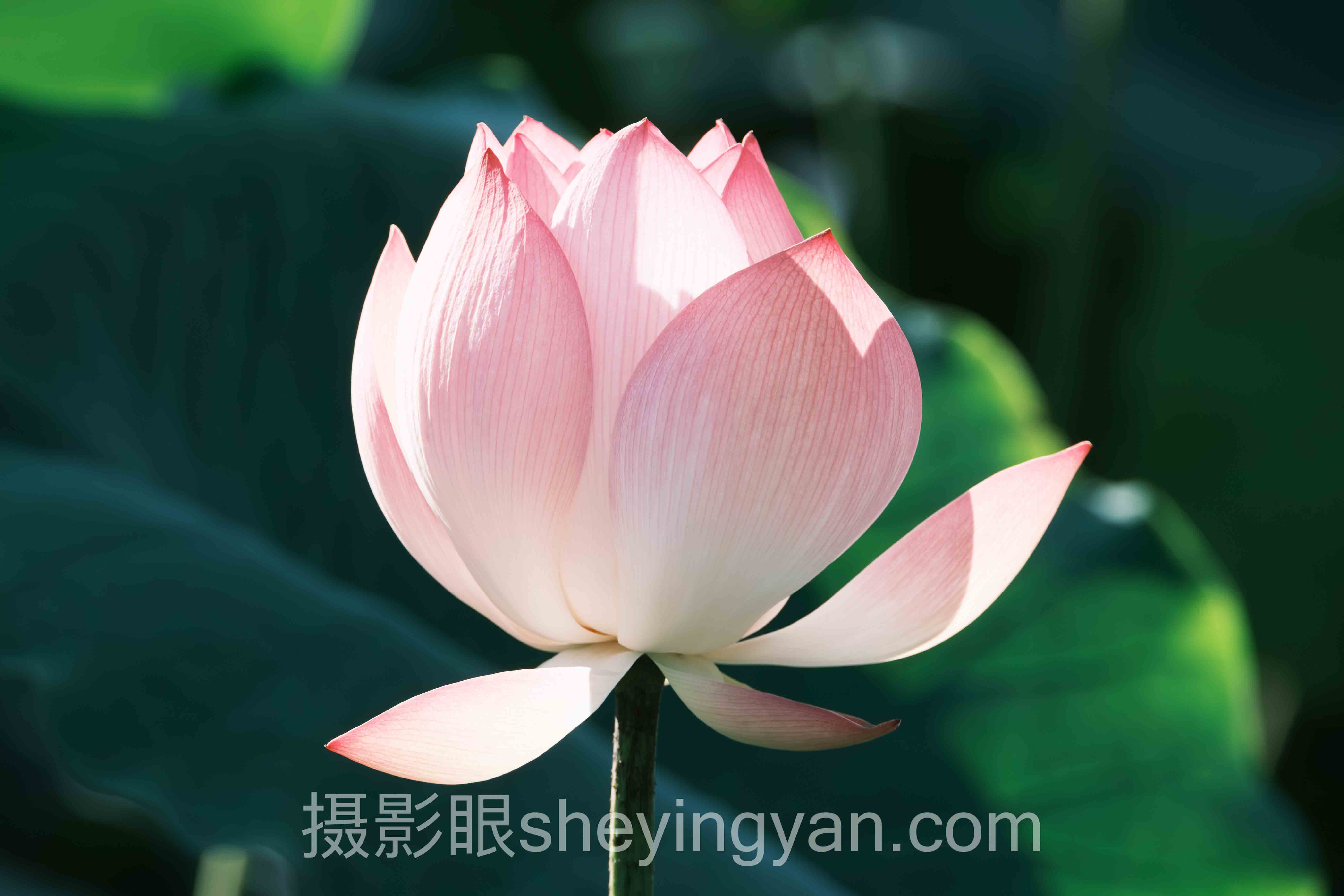 摄影眼平台堆栈完整指南：从入门到精通的5个步骤