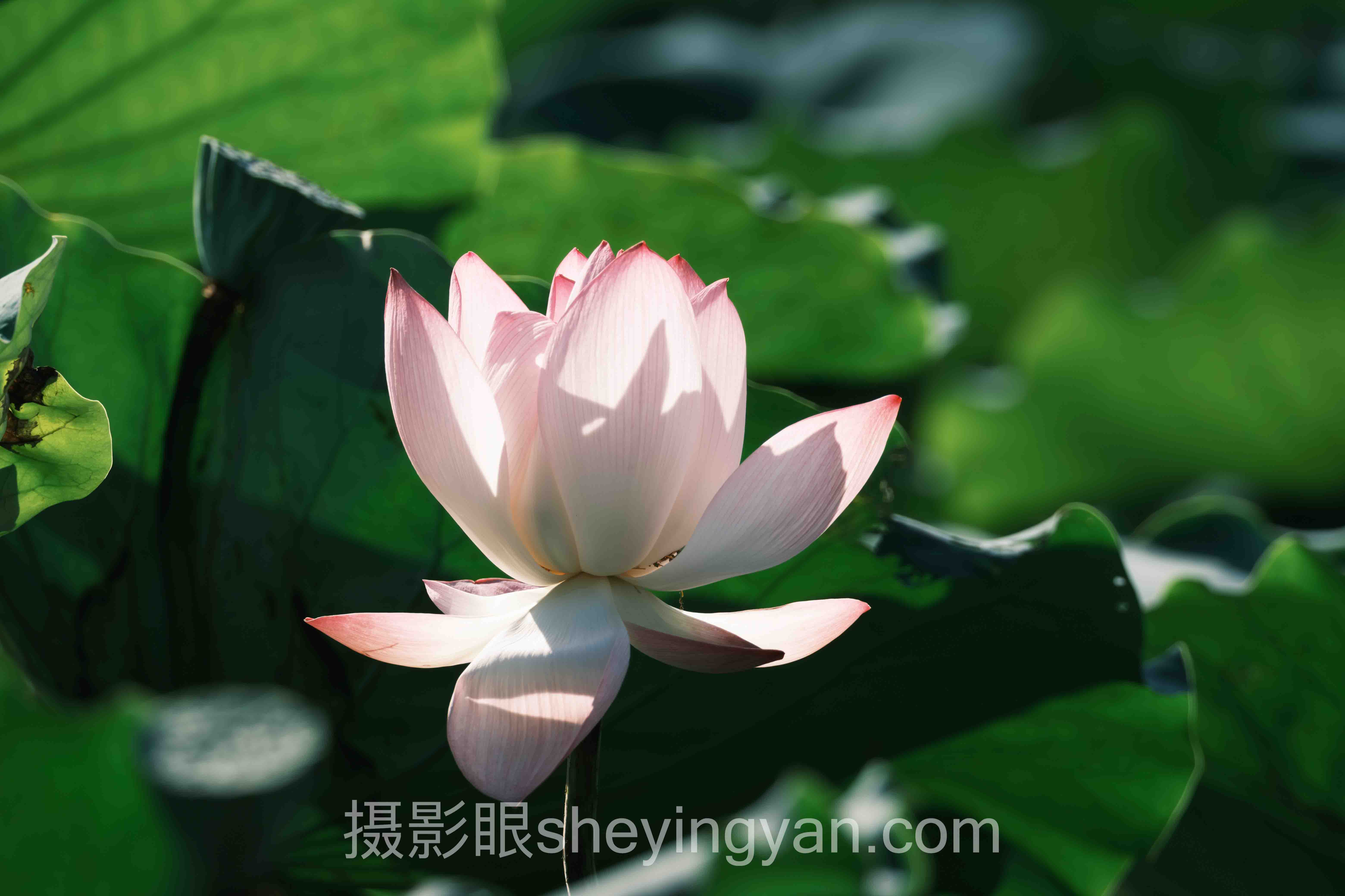 照片点评实战案例拆解：3个成功实践的共同规律