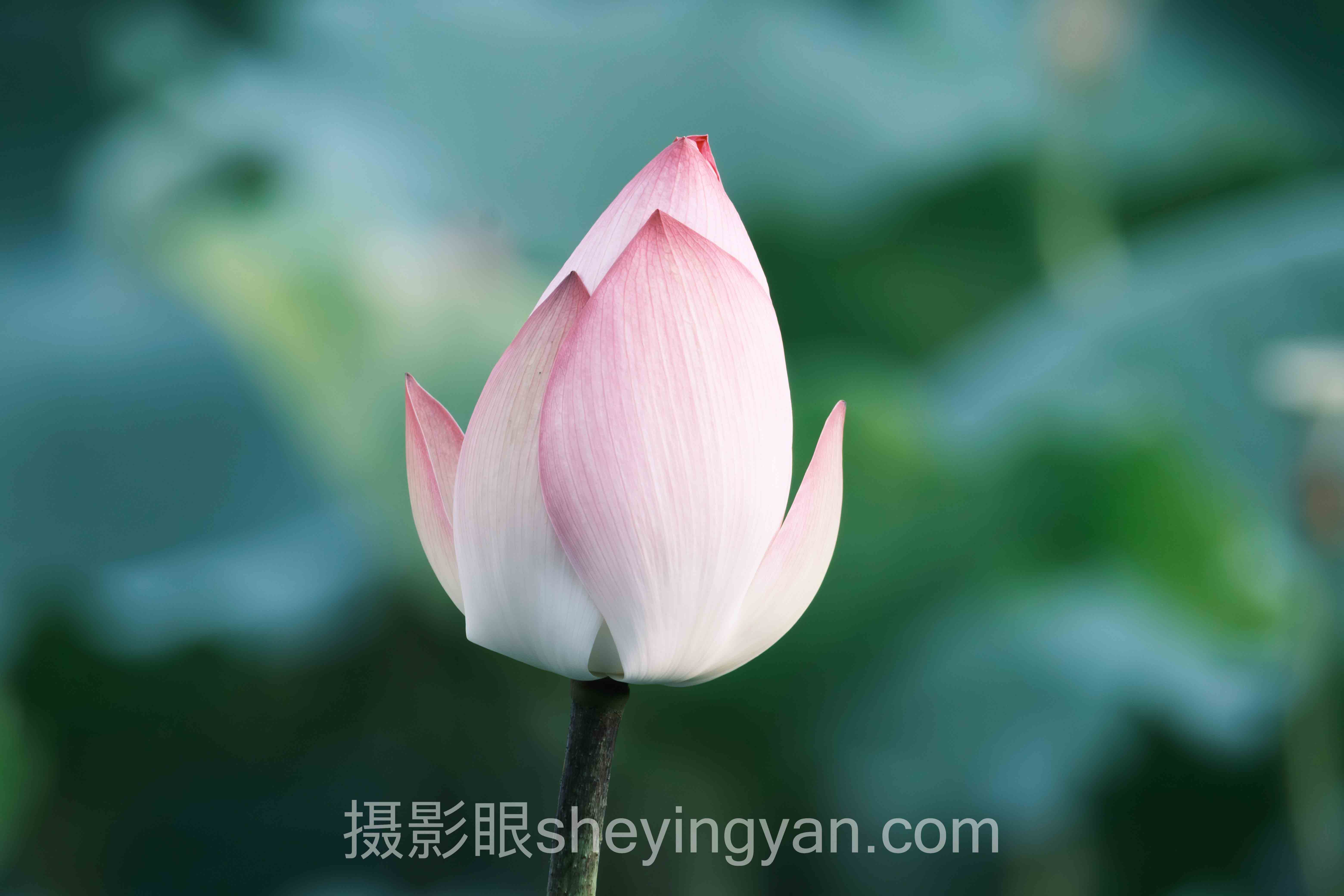 逆光拍剪影怎么拍