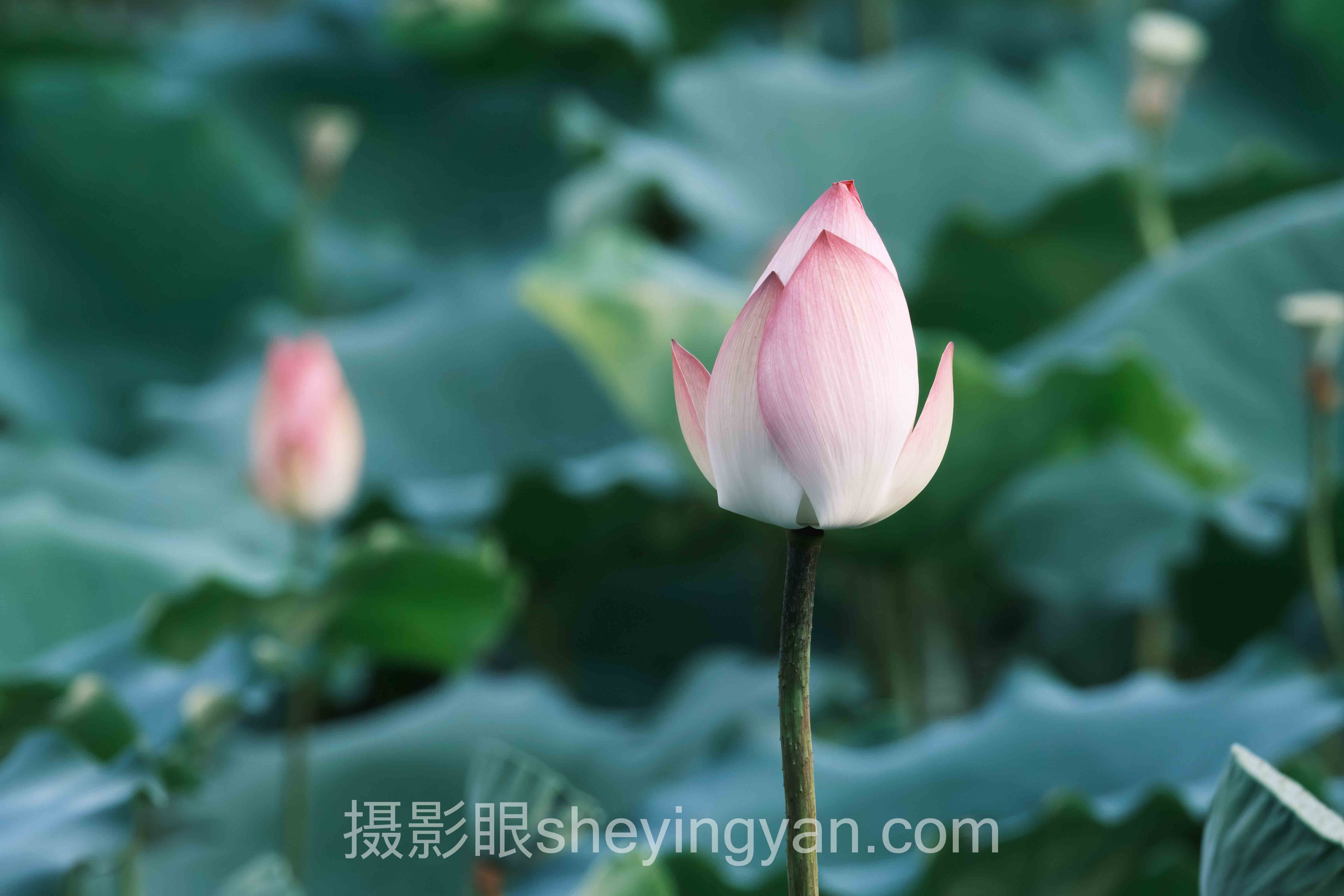 对焦点怎么选全问答:你想知道的都在这里