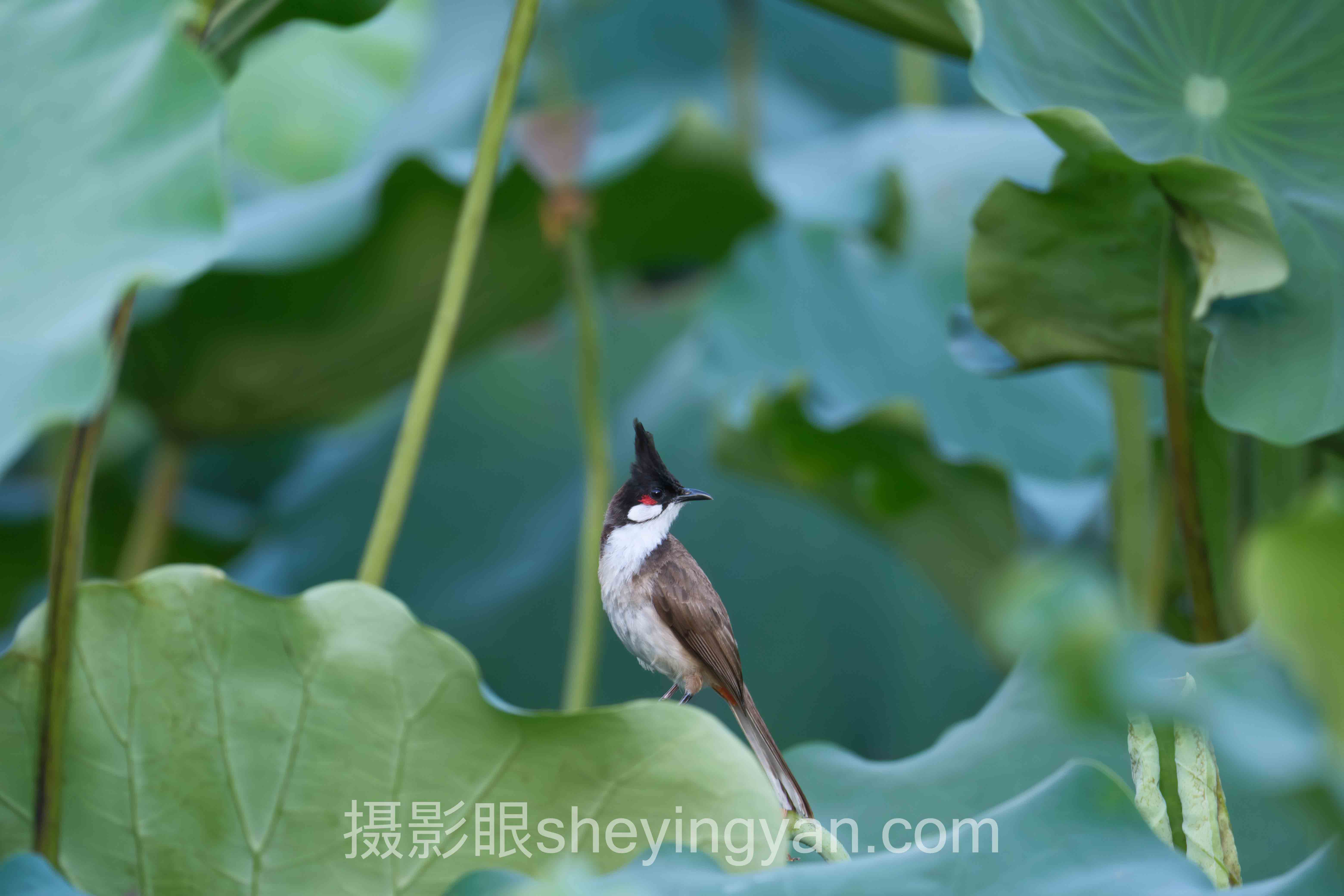 摄影眼官网怎么注册？这3个坑先看清再动手