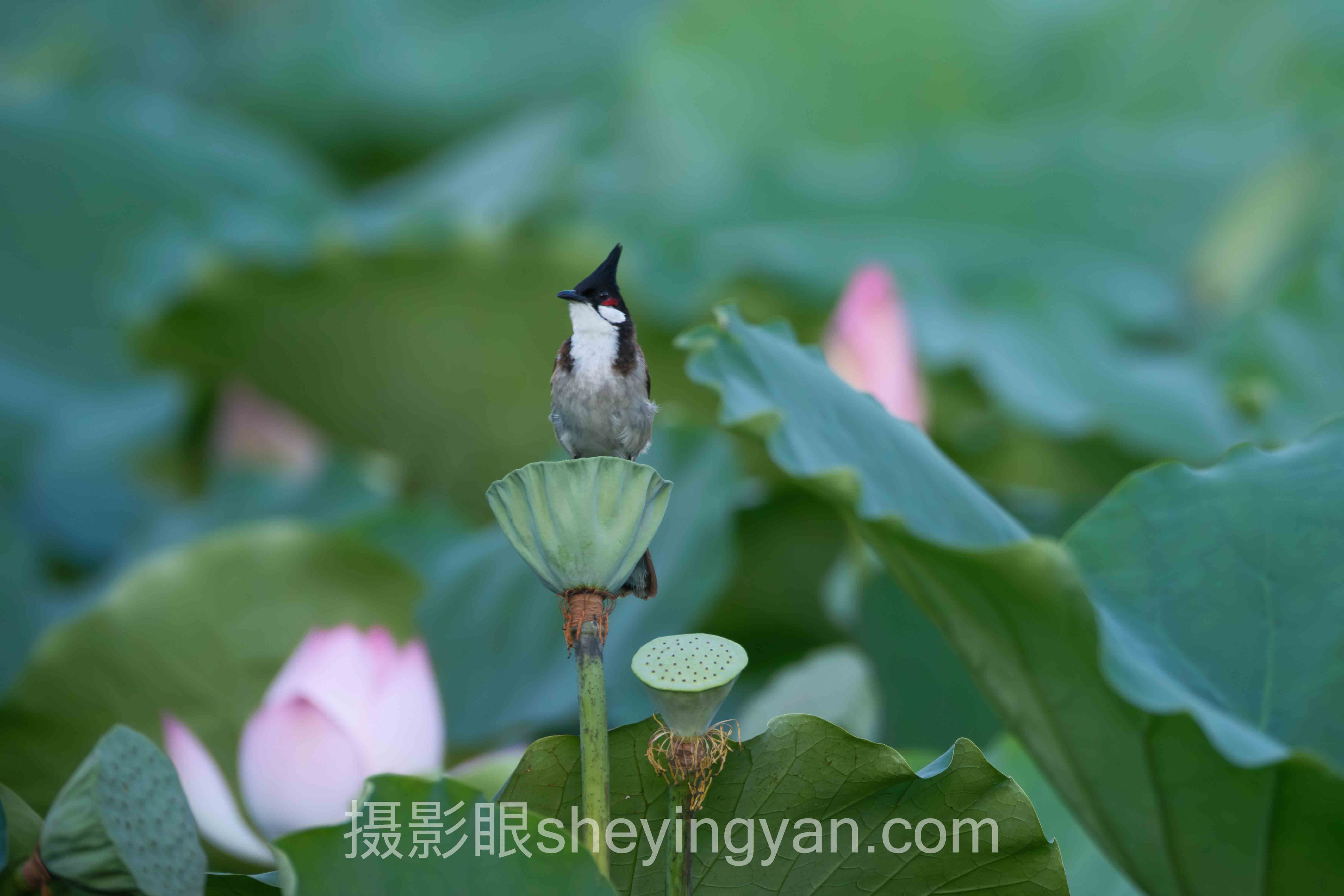 摄影进步慢怎么办？多半是掉进了这3个坑