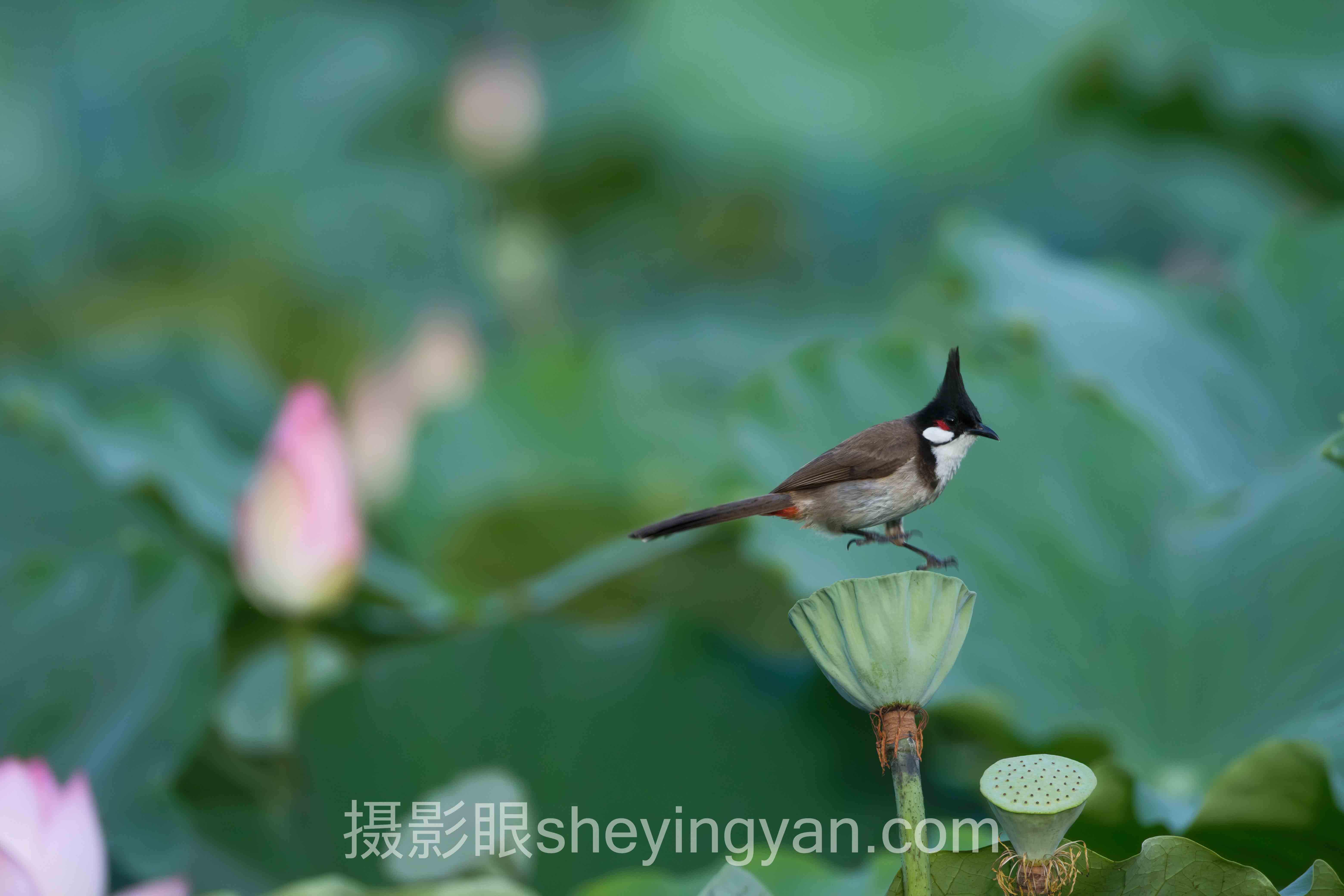 摄影眼平台一英寸全景解读：问题根源与破局之道