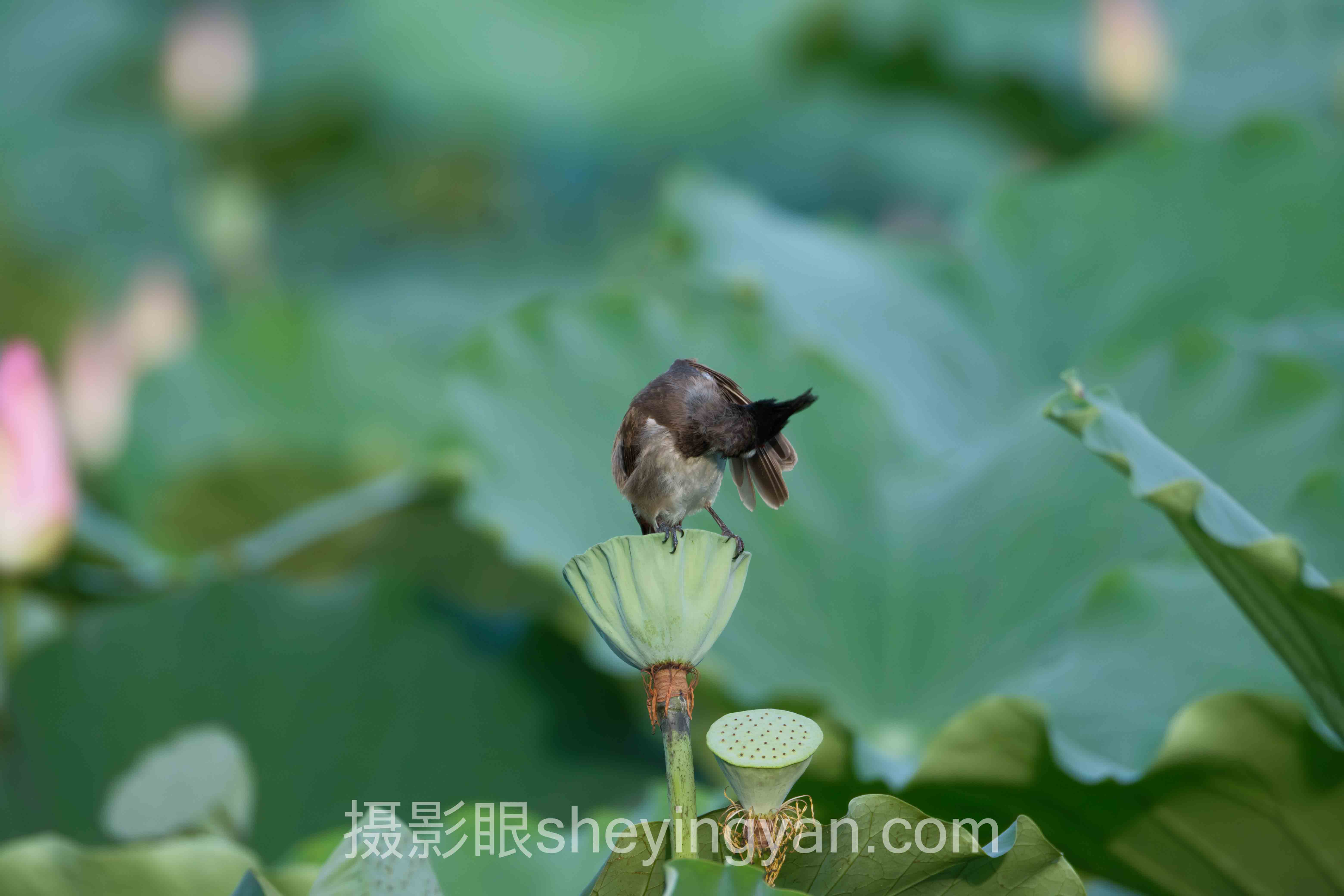 照片点评实战案例拆解：3个成功实践的共同规律
