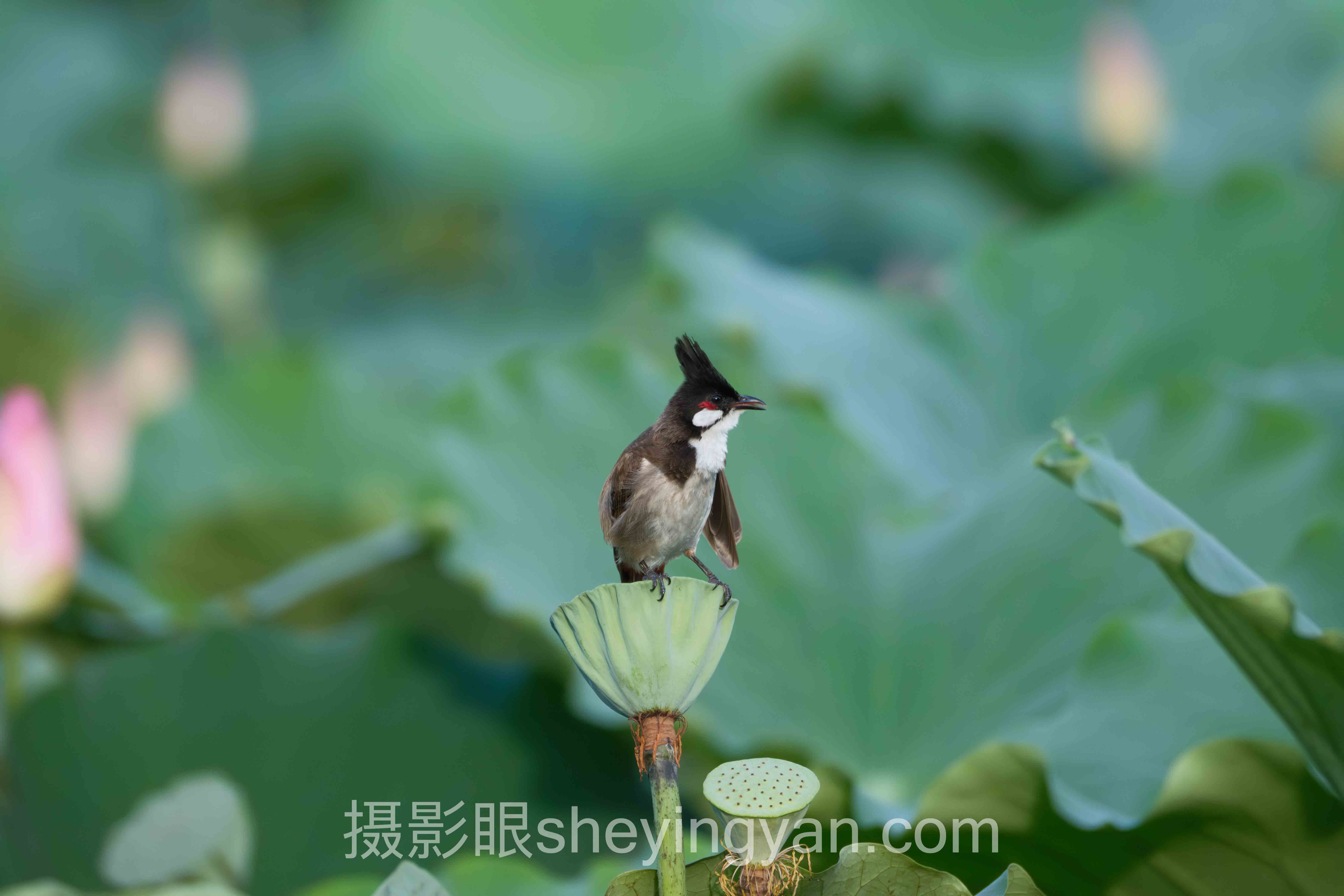 视觉中国签约费用多少