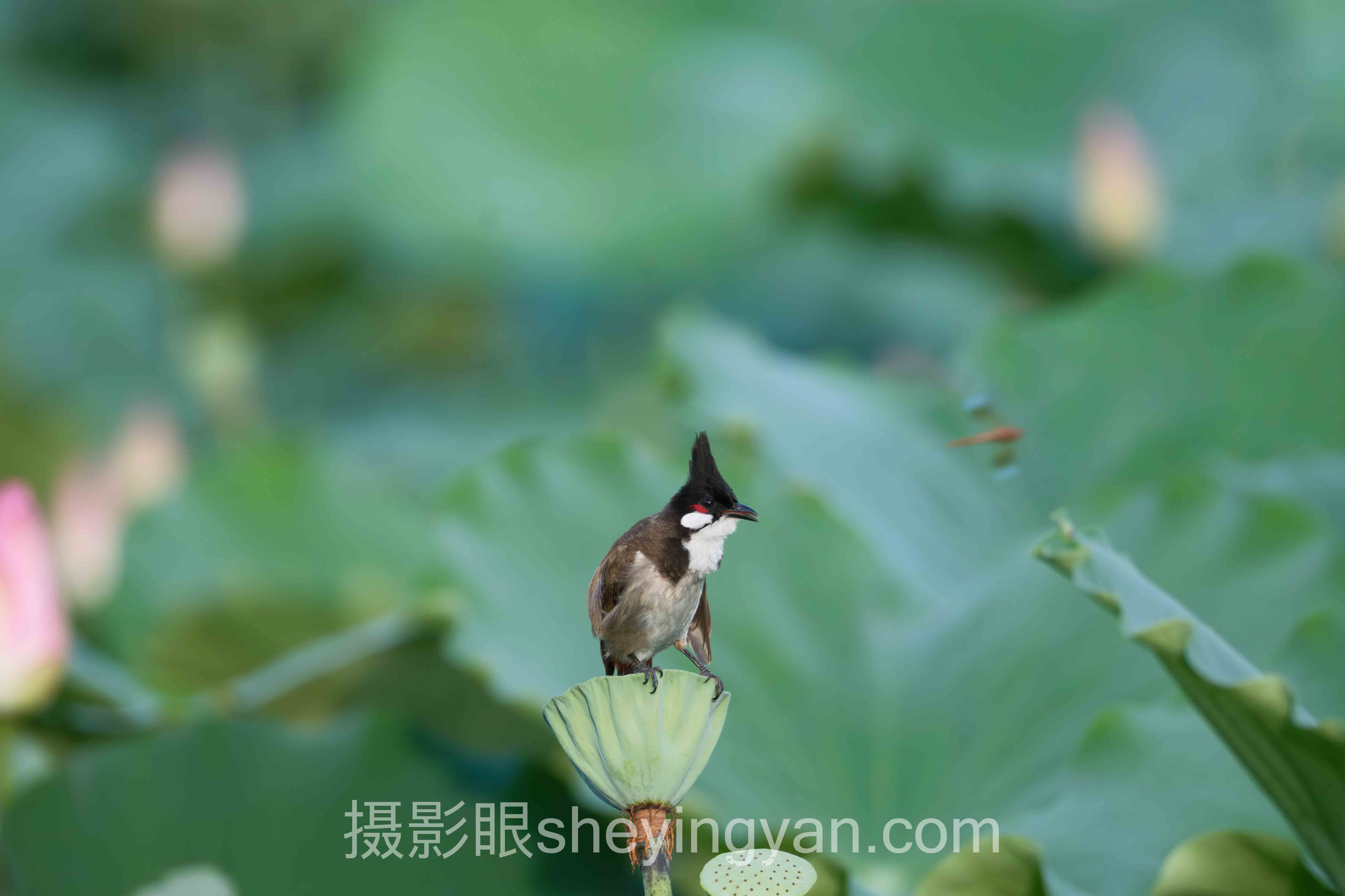 摄影新手入门需要买什么深度分析:现状、挑战与未来趋势