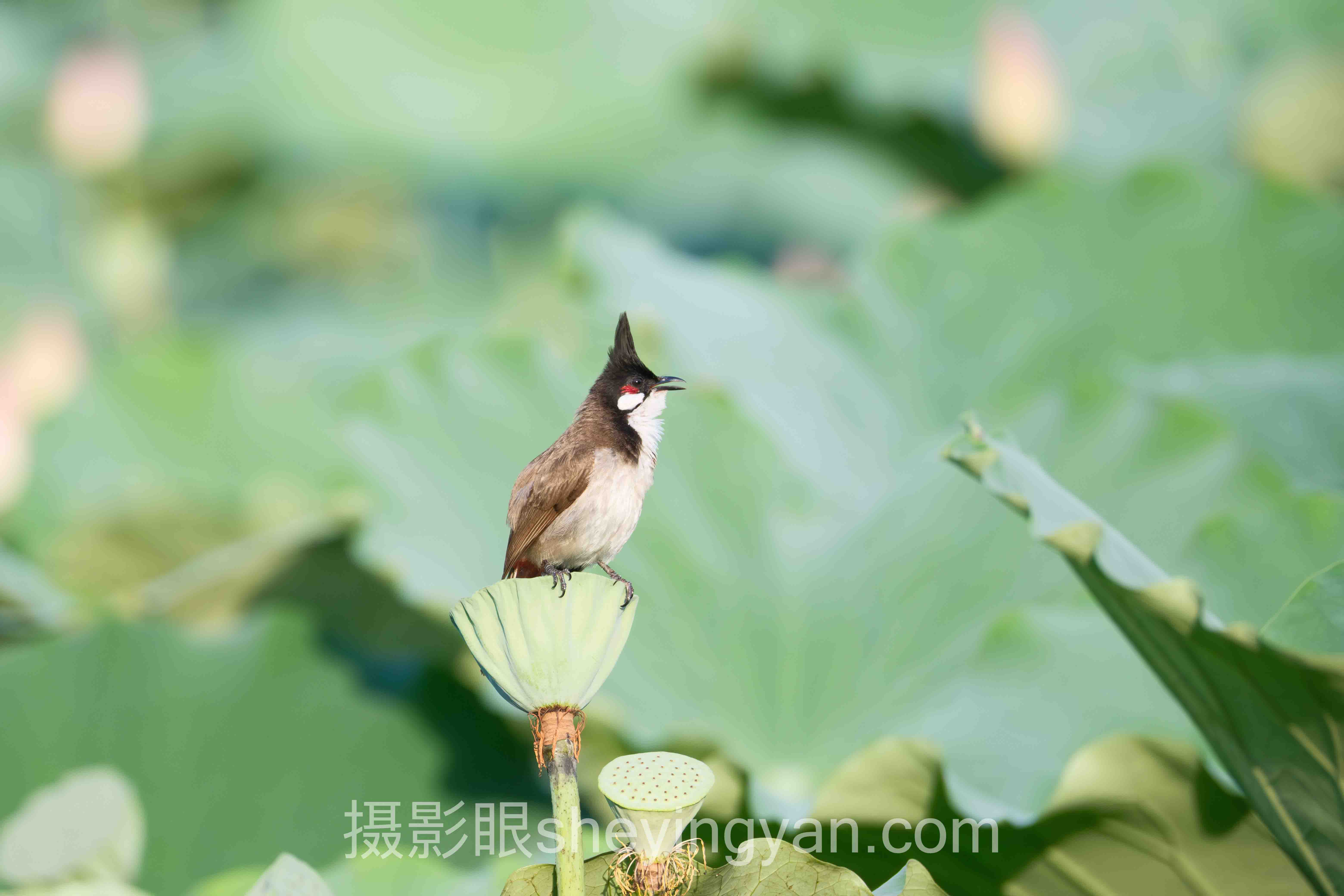 摄影眼官网兑换码可以送一个吗？3个案例拆解照片点评平台增长