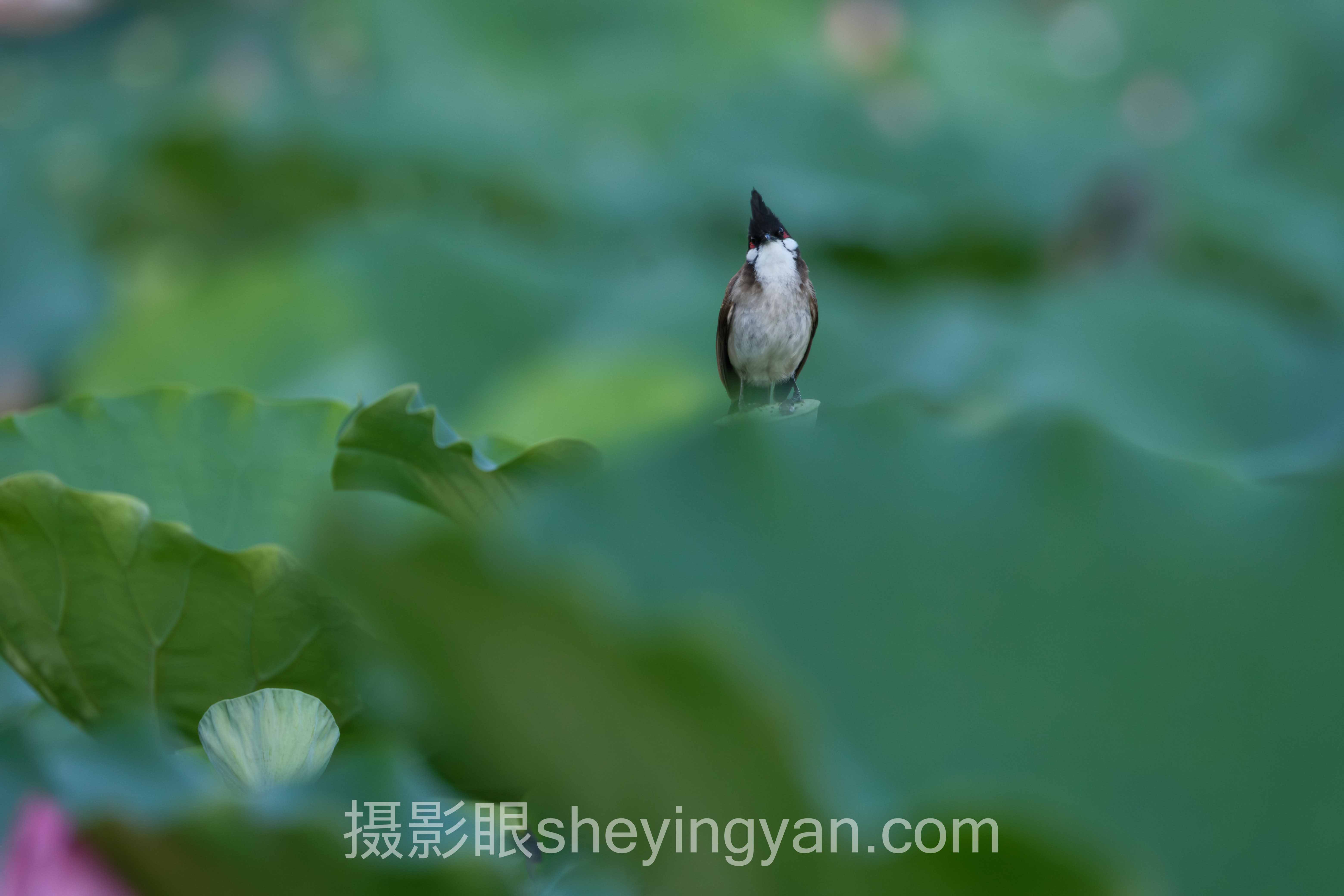 北京照片选片工作室深度评测：3种模式全面解析