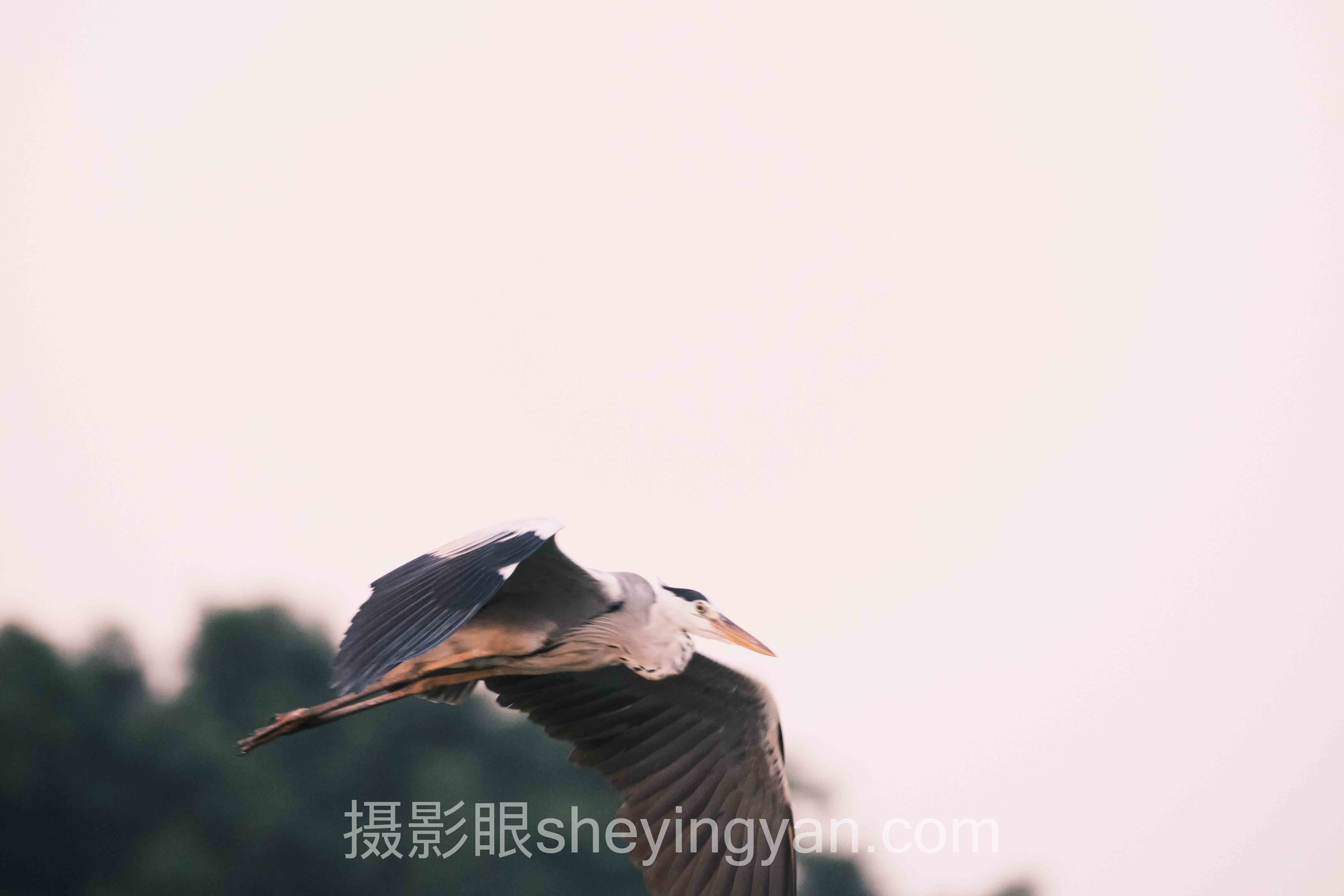 摄影眼训练app推荐