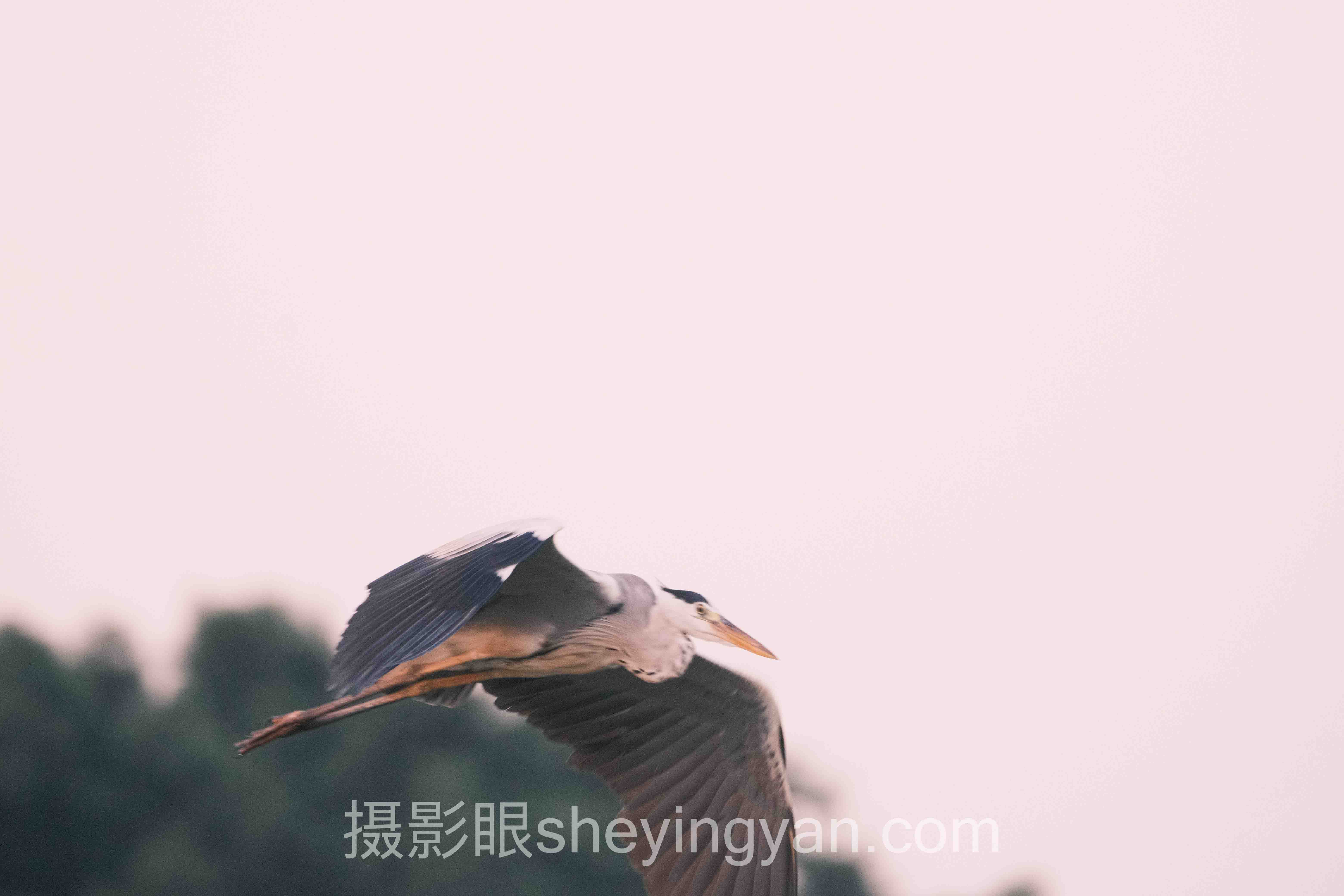 为什么说专业摄影师点评平台正在重塑图片库筛选机制