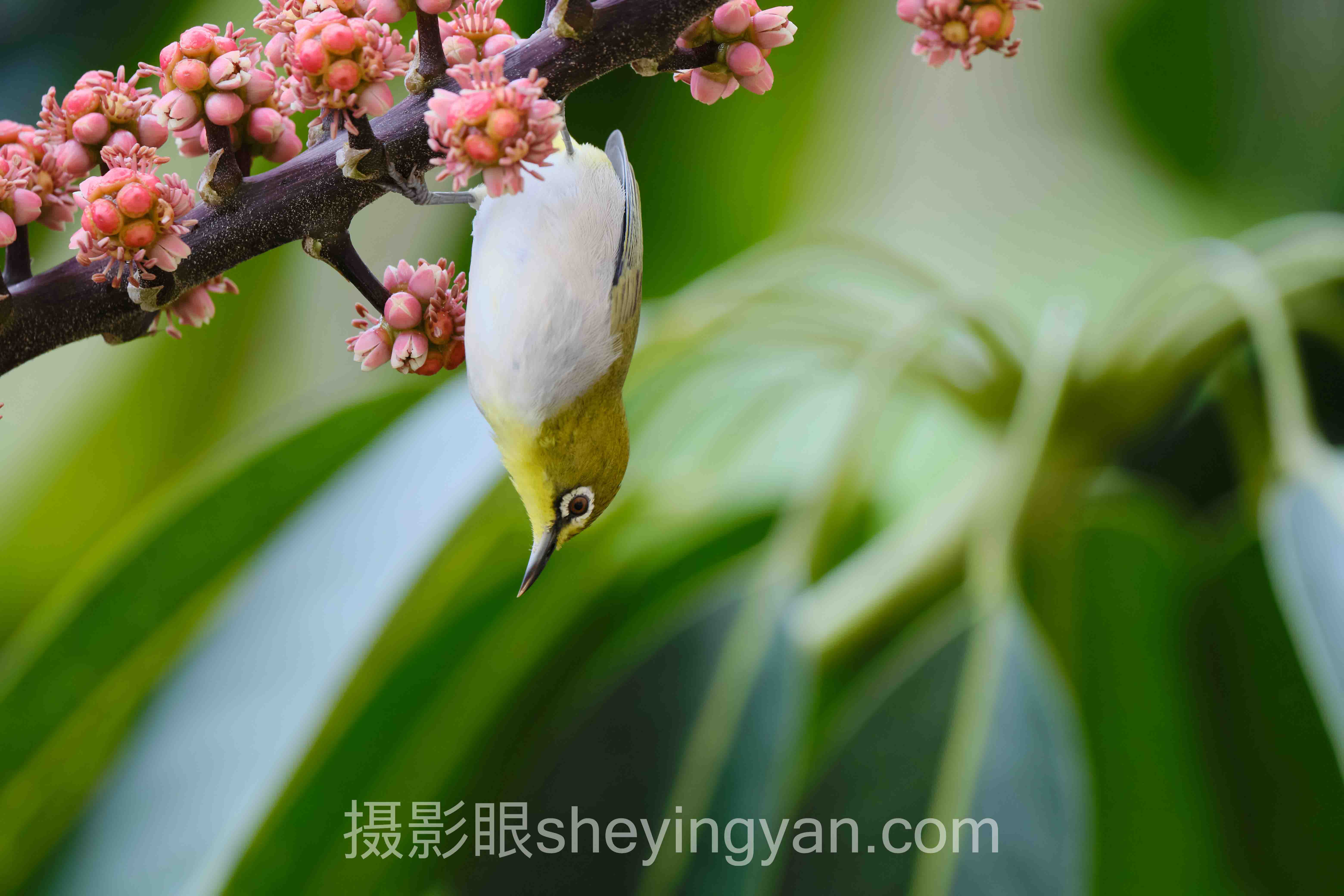 照片点评怎么做？3个案例告诉你答案