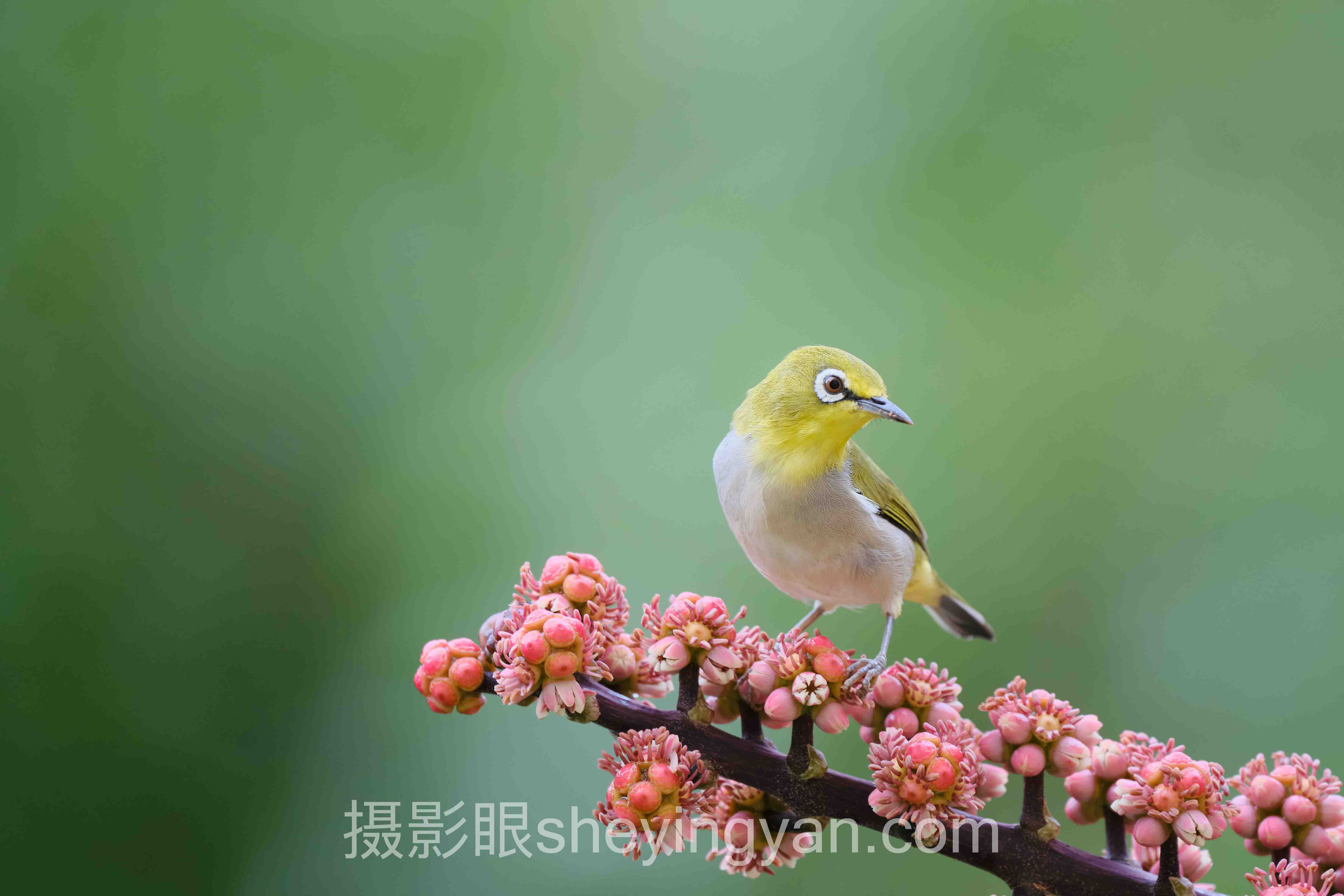 照片点评与AI照片评分十人谈：专家核心观点汇总