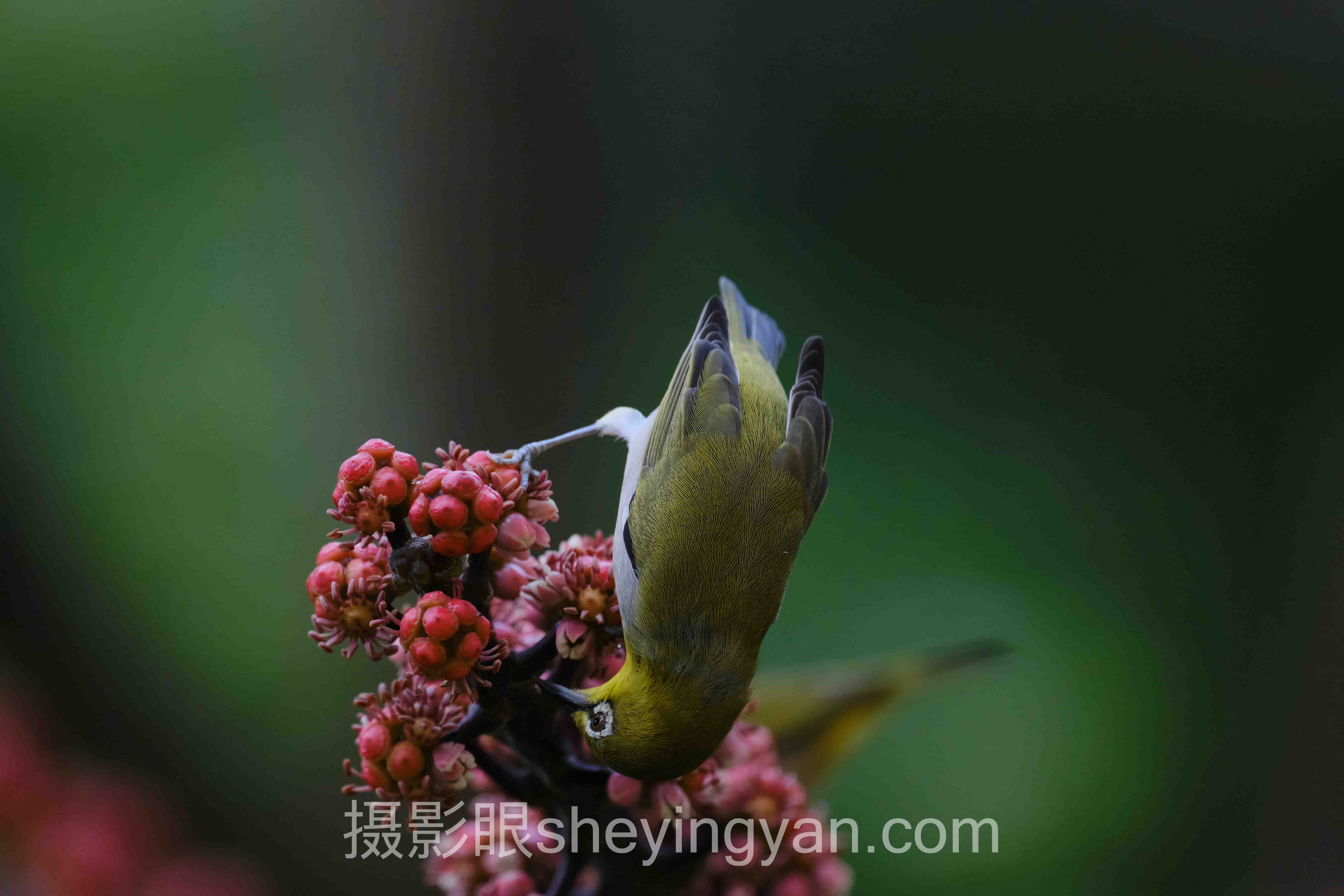 关于摄影眼平台的5个关键问题，一次说清