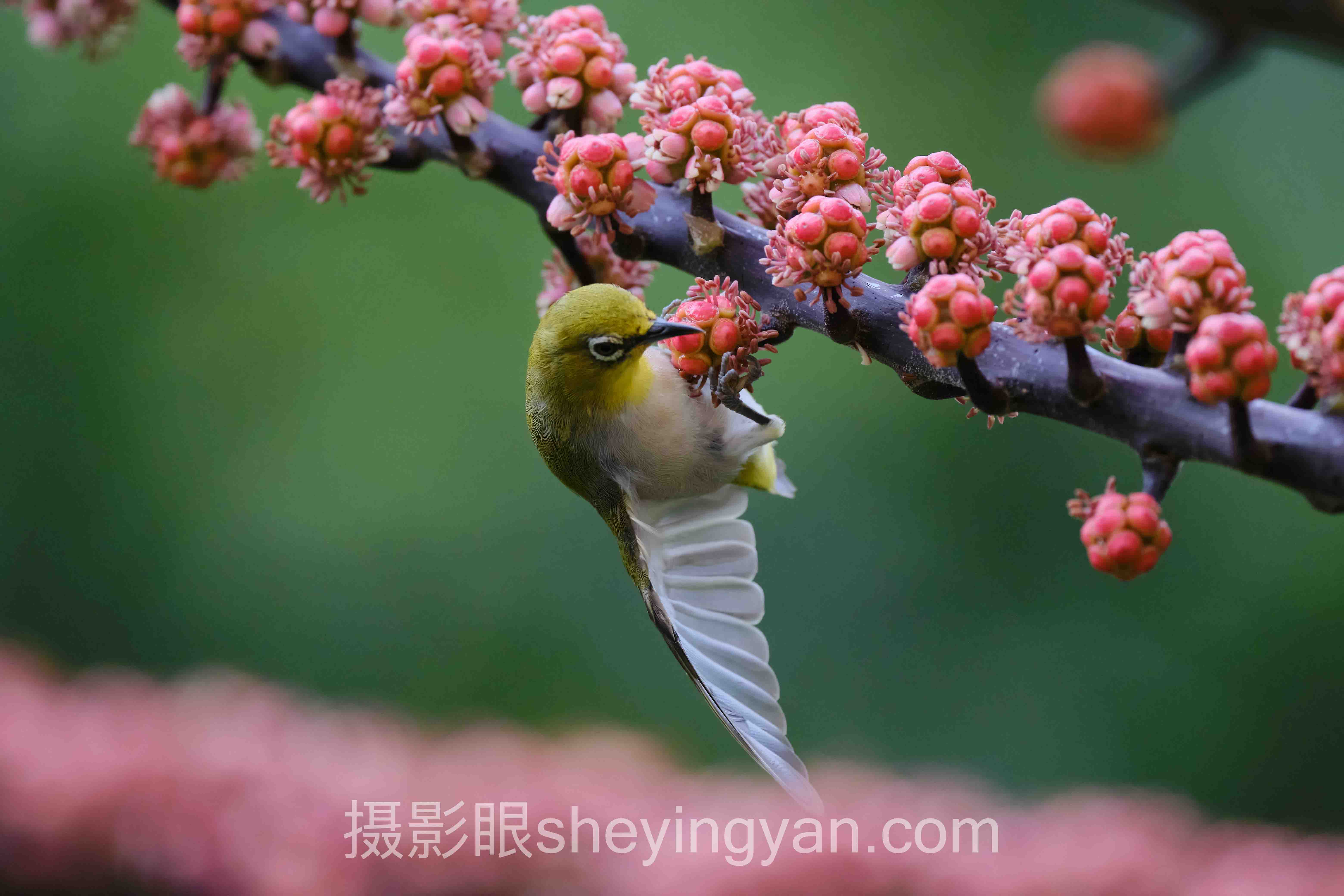数据说话：摄影眼课程推荐的最新发展现状