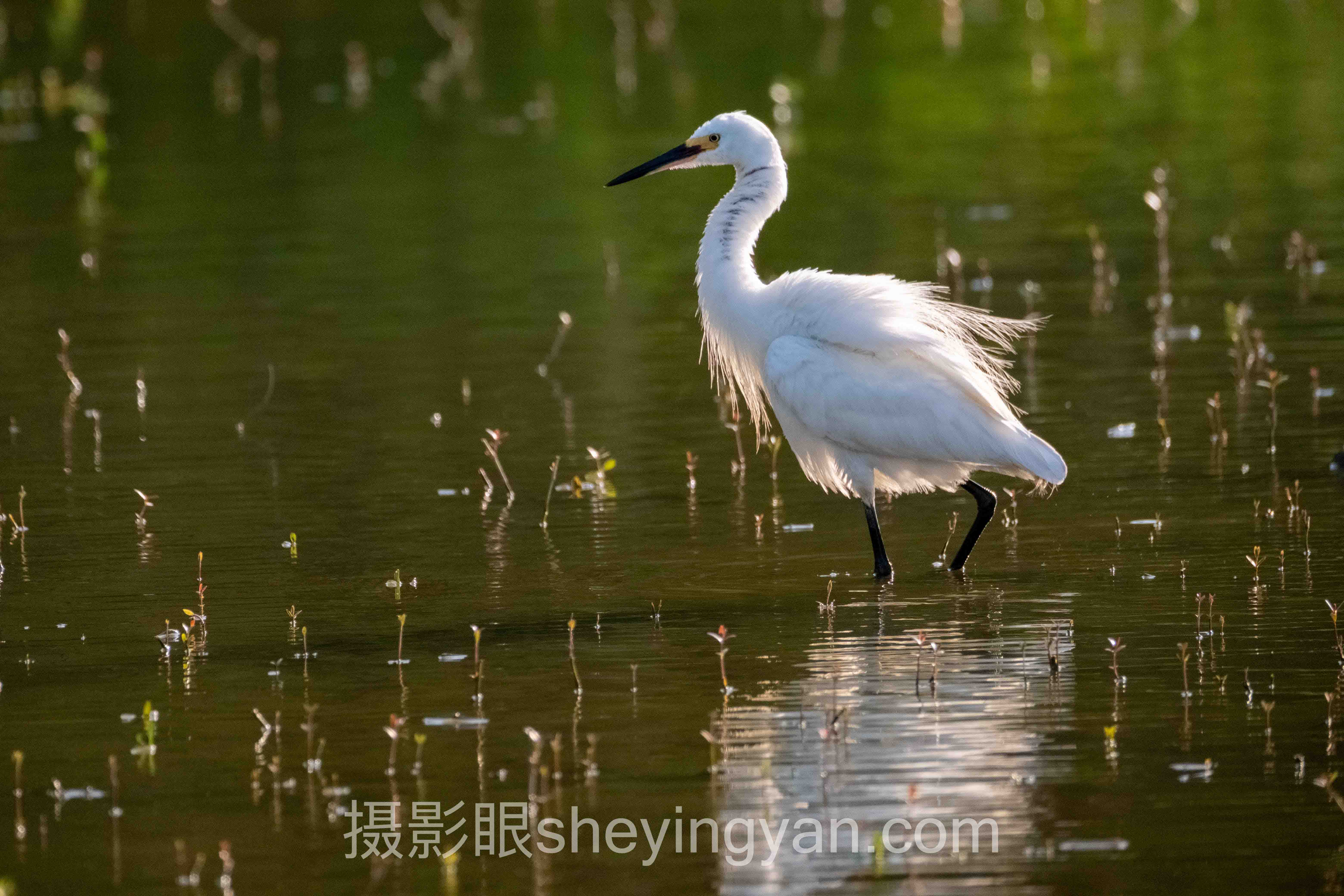 www.sheyingyan.com摄影眼官网